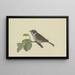 Sparrow on a plum branch sitting to the left - Ambrosius Gabler — framed artwork on a wall