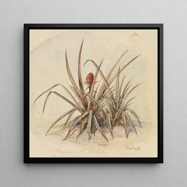 Pineapple in Bloom - Ferdinand Keller — framed artwork on a wall