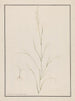 Head of Eragrostis - Andrew Fyfe — artwork view