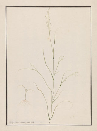 Head of Eragrostis - Andrew Fyfe — artwork view