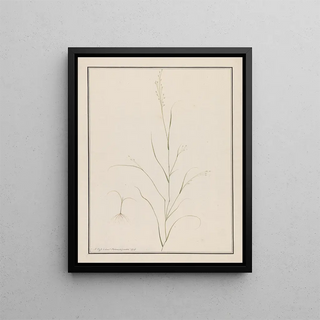 Head of Eragrostis - Andrew Fyfe — framed artwork on a wall