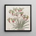Anigozanthus in two colors with yellow hair - Sydenham Edwards — framed artwork on a wall