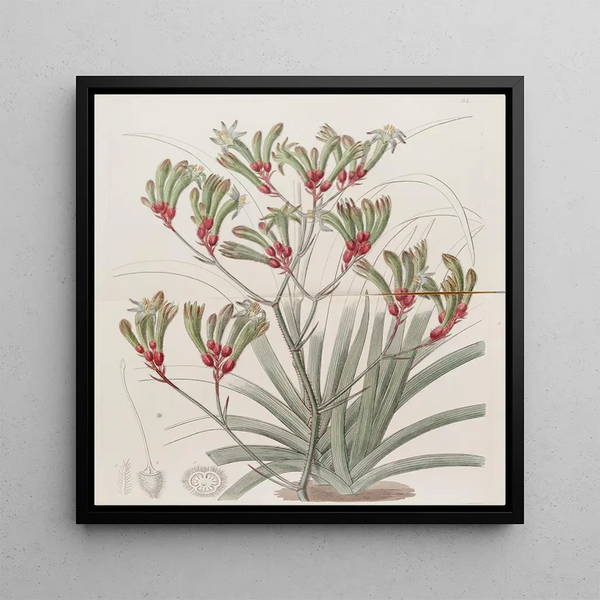 Anigozanthus in two colors with yellow hair - Sydenham Edwards — framed artwork on a wall