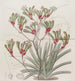 Anigozanthus in two colors with yellow hair - Sydenham Edwards — artwork view