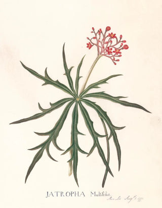 Jatropha Multifidis - Ann Lee — artwork view