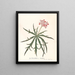 Jatropha Multifidis - Ann Lee — framed artwork on a wall