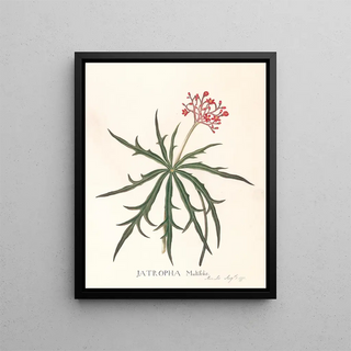 Jatropha Multifidis - Ann Lee — framed artwork on a wall