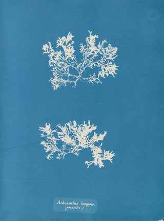 Anna Atkins - Achnanthes longipes parasitic.webp