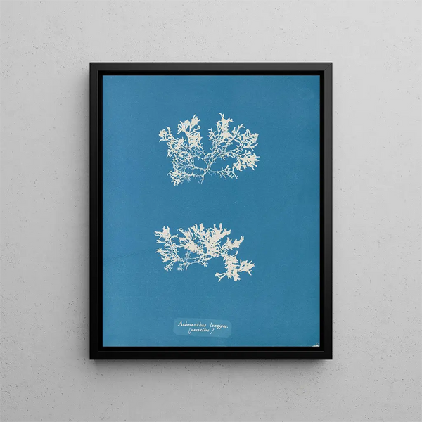 Achnanthes longipes parasite - Anna Atkins — framed artwork on a wall