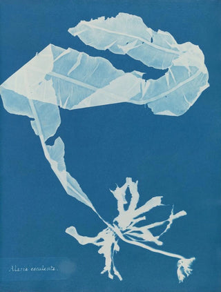 Anna Atkins - Alaria esculenta.webp