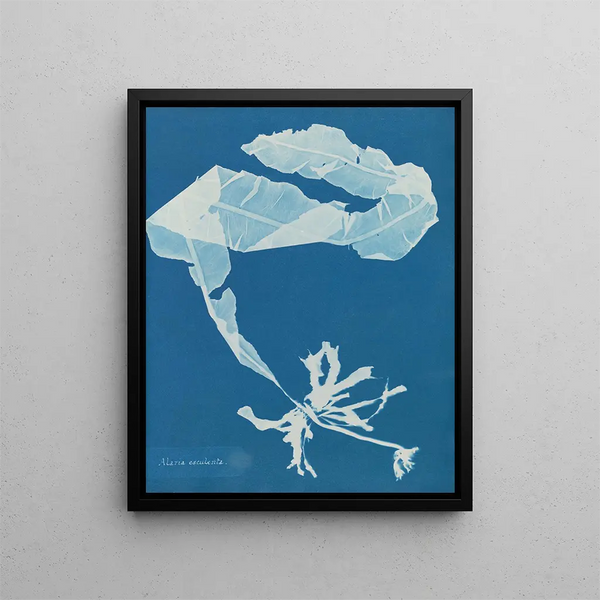 Alaria esculenta - Anna Atkins — framed artwork on a wall