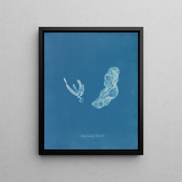 Asperococcus turneri - Anna Atkins — framed artwork on a wall