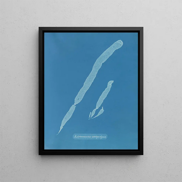 Asperococcus comprimé - Anna Atkins — framed artwork on a wall
