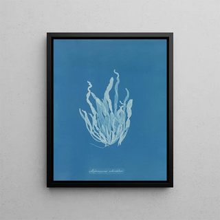 Anna Atkins - Asperococcus echinatus.webp