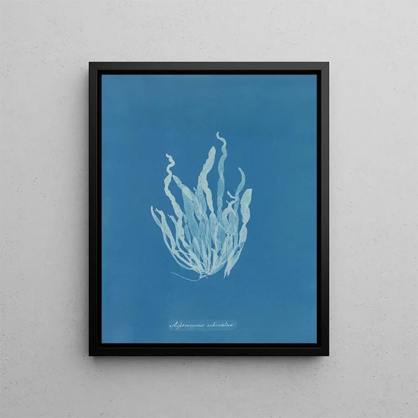 Asperococcus echinatus - Anna Atkins — framed artwork on a wall
