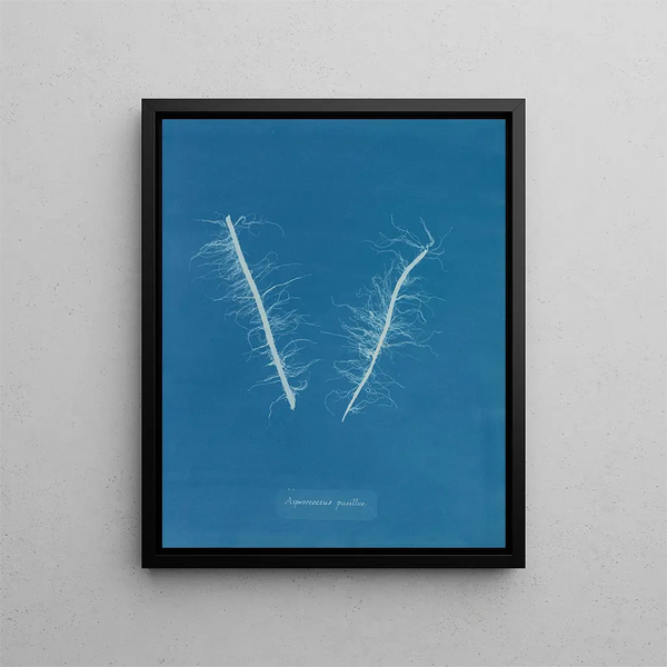 Asperococcus minor - Anna Atkins — framed artwork on a wall