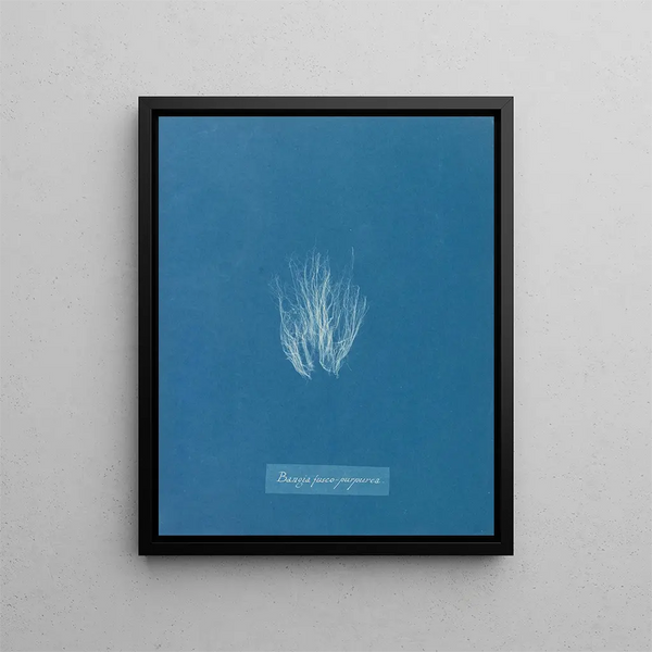 Bangia fuscopurpurea - Anna Atkins — framed artwork on a wall