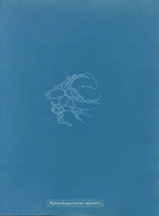 Anna Atkins - Batrachospermum alpestre.webp
