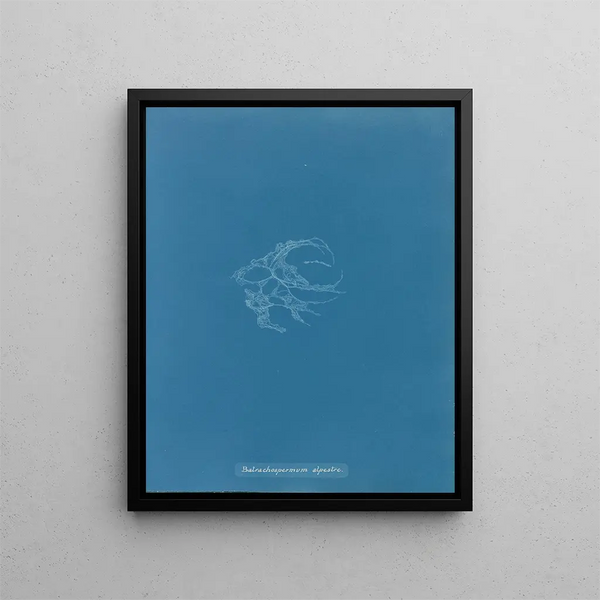 Batrachospermum alpestre - Anna Atkins — framed artwork on a wall