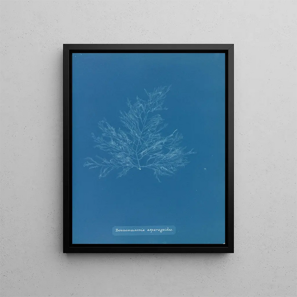 Bonnemaisonia asparagoides - Anna Atkins — framed artwork on a wall