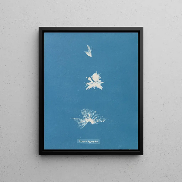 Bryopsis hypnoides - Anna Atkins — framed artwork on a wall
