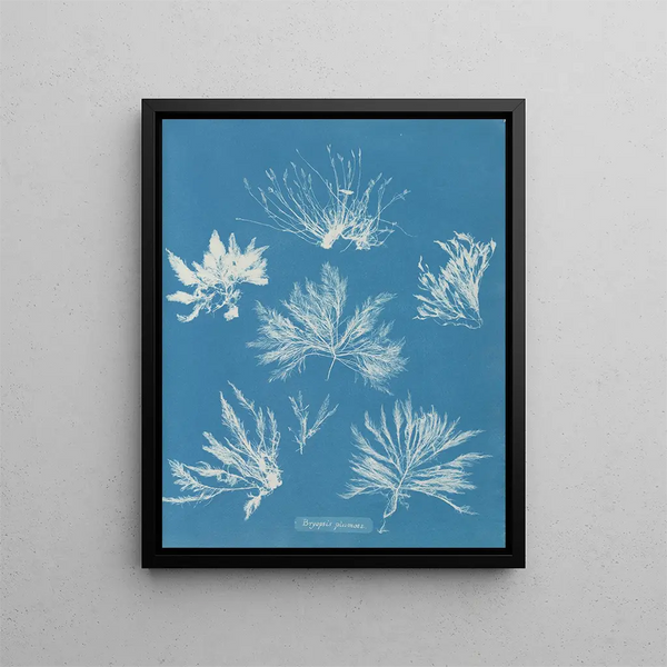 Bryopsis plumosa - Anna Atkins — framed artwork on a wall