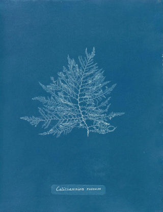 Callithamnion Pink Painting - Anna Atkins — artwork view