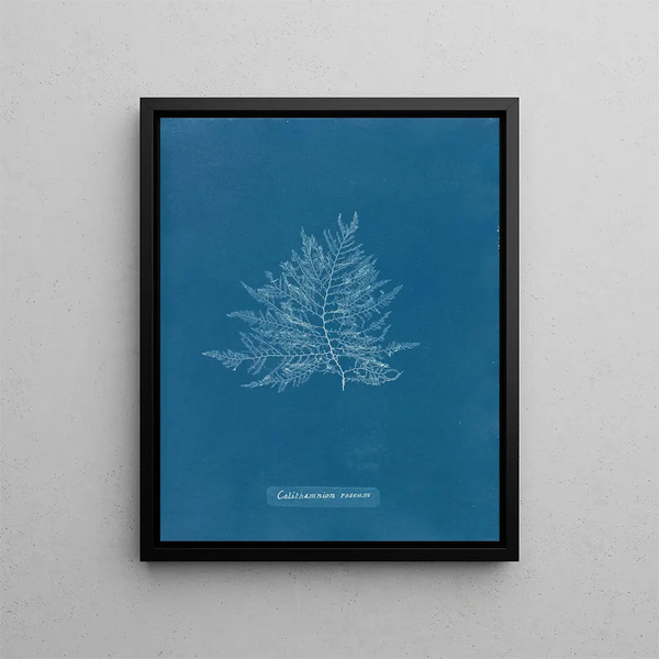 Callithamnion Pink Painting - Anna Atkins — framed artwork on a wall
