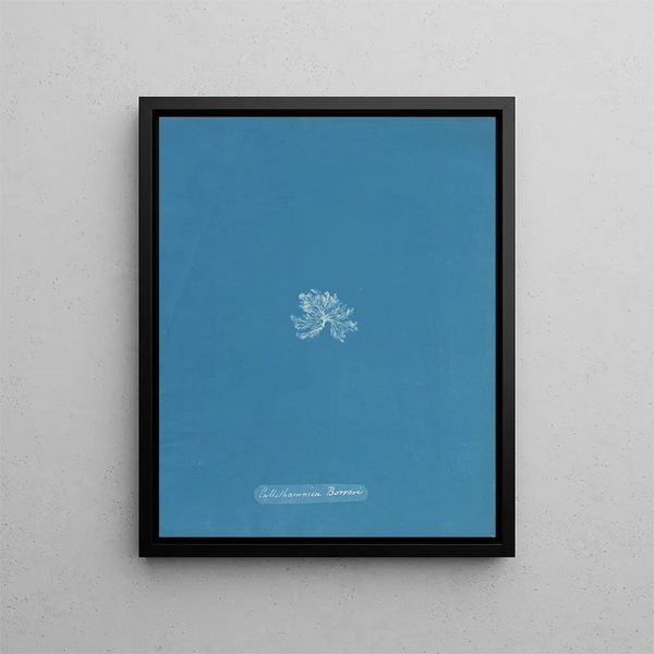 Callithamnion borreri - Anna Atkins — framed artwork on a wall