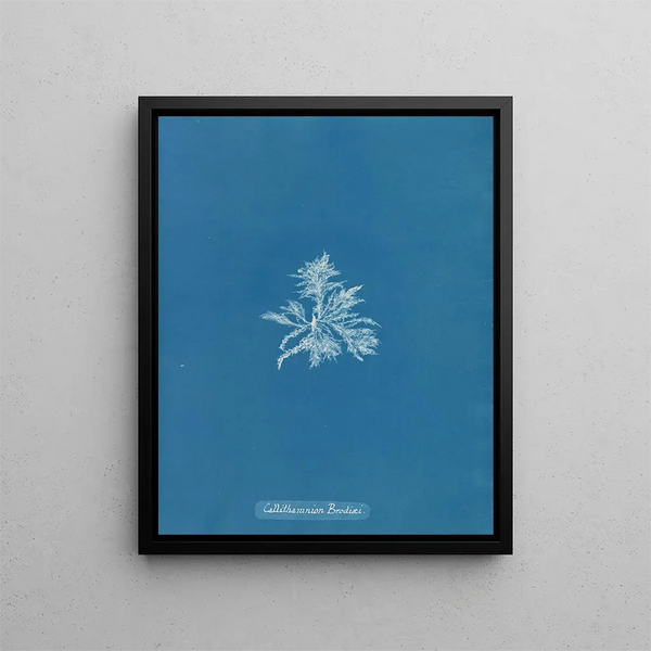 Callithamnion brodii - Anna Atkins — framed artwork on a wall