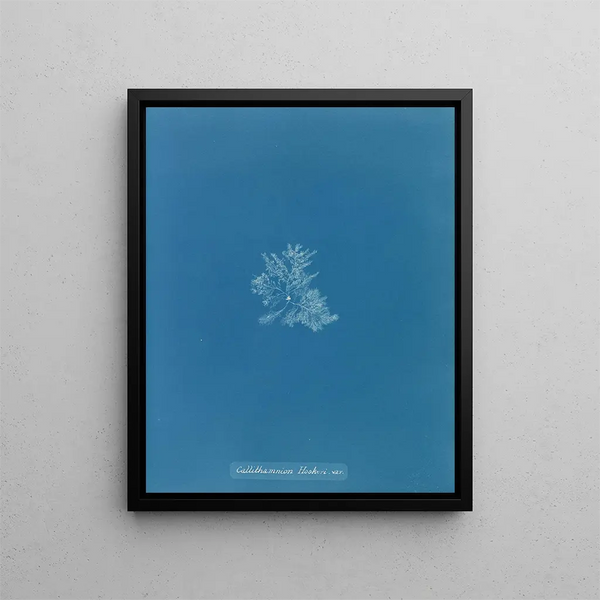 Callithamnion hookeri var. - Anna Atkins — framed artwork on a wall