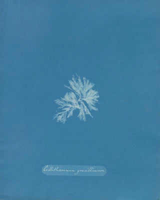 Anna Atkins - Callithamnion gracillimum.webp