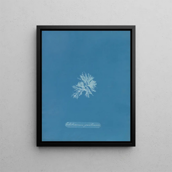 Callithamnion gracillimum - Anna Atkins — framed artwork on a wall