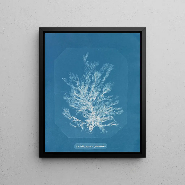 Callithamnion plumula - Anna Atkins — framed artwork on a wall