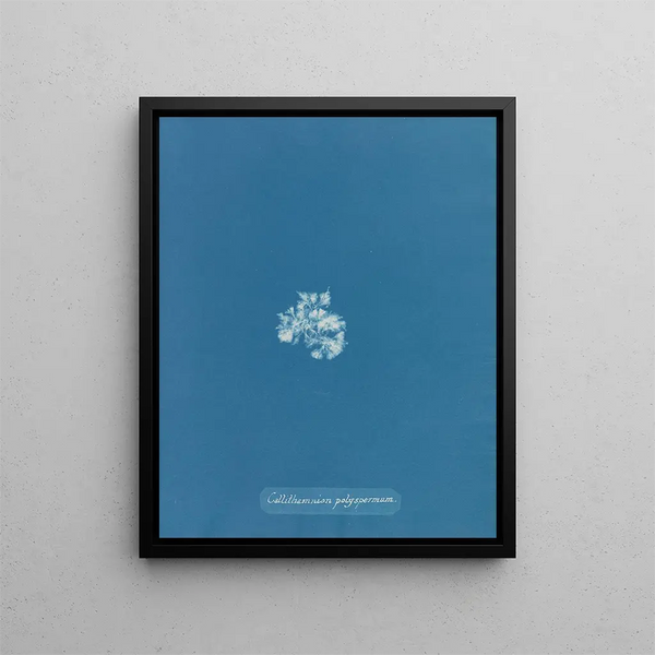 Callithamnion polyspermum - Anna Atkins — framed artwork on a wall