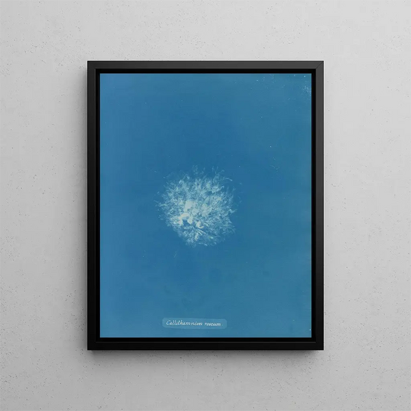 Callithamnion roseum - Anna Atkins — framed artwork on a wall