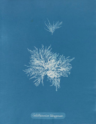 Anna Atkins - Callithamnion tetragonum.webp