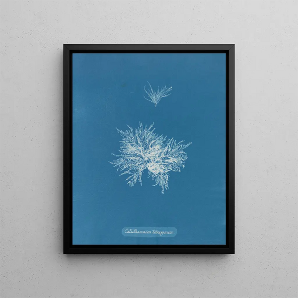 Callithamnion tetragonum - Anna Atkins — framed artwork on a wall