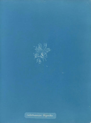 Anna Atkins - Callithamnion thuyioides.webp