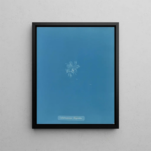 Callithamnion thuyoides - Anna Atkins — framed artwork on a wall