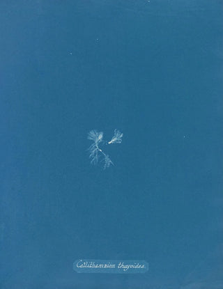 Anna Atkins - Callithamnion thuyoides.webp