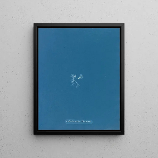 Callithamnion thuyoides - Anna Atkins — framed artwork on a wall