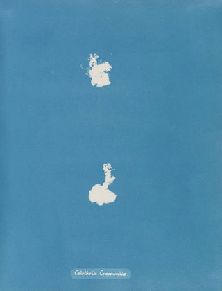 Anna Atkins - Calothrix Cresswelliae.webp