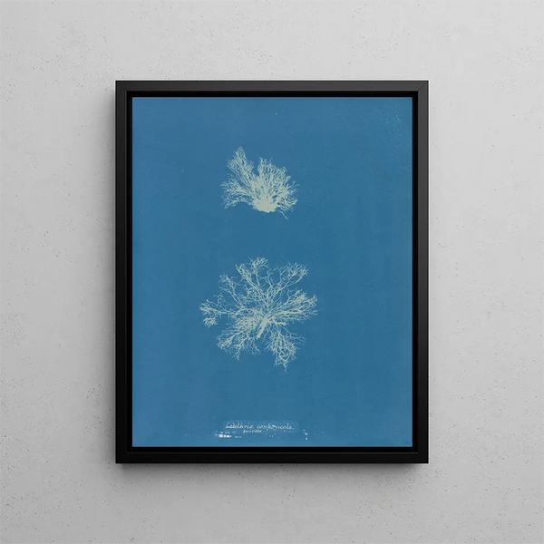 Calothrix confervicola - Anna Atkins — framed artwork on a wall