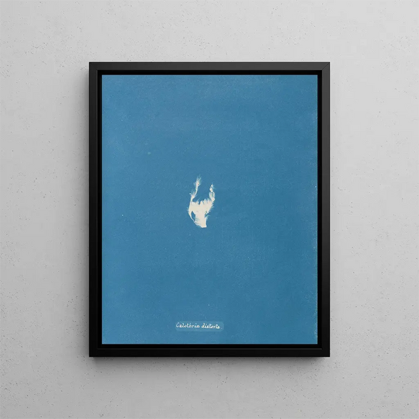 Calothrix distortiona - Anna Atkins — framed artwork on a wall