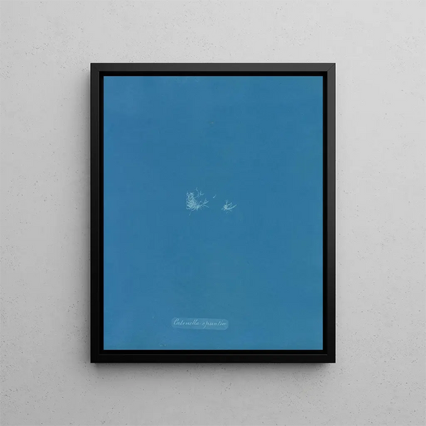 Chain Opuntia - Anna Atkins — framed artwork on a wall