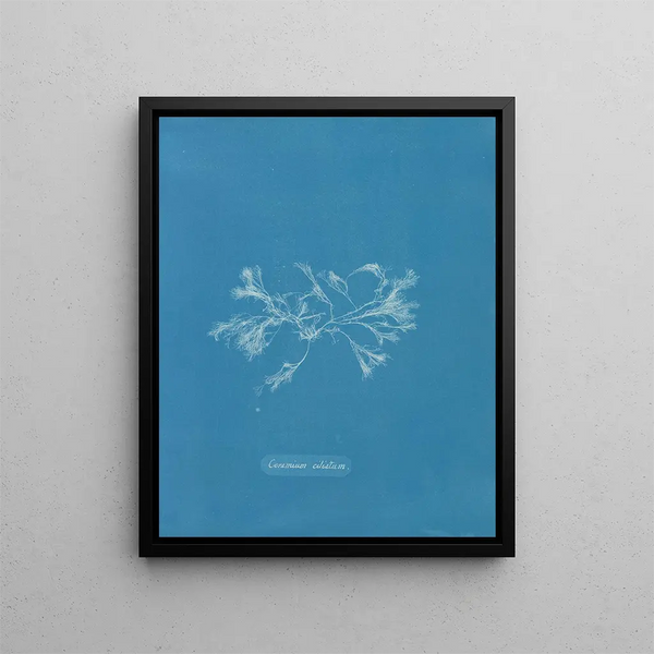Ceramic Ciliated Painting - Anna Atkins — framed artwork on a wall