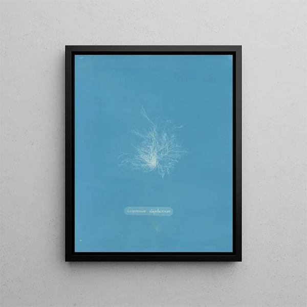 Transparent Ceramic Painting - Anna Atkins — framed artwork on a wall