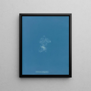 Ceramic roofing - Anna Atkins — framed artwork on a wall