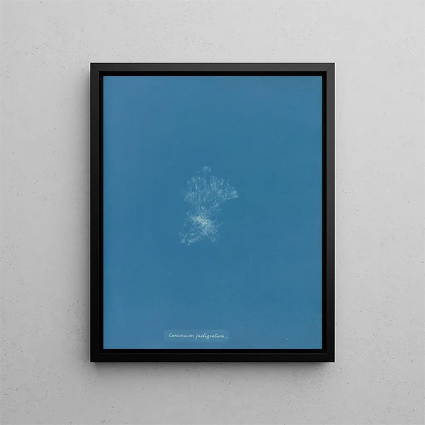 Ceramic roofing - Anna Atkins — framed artwork on a wall